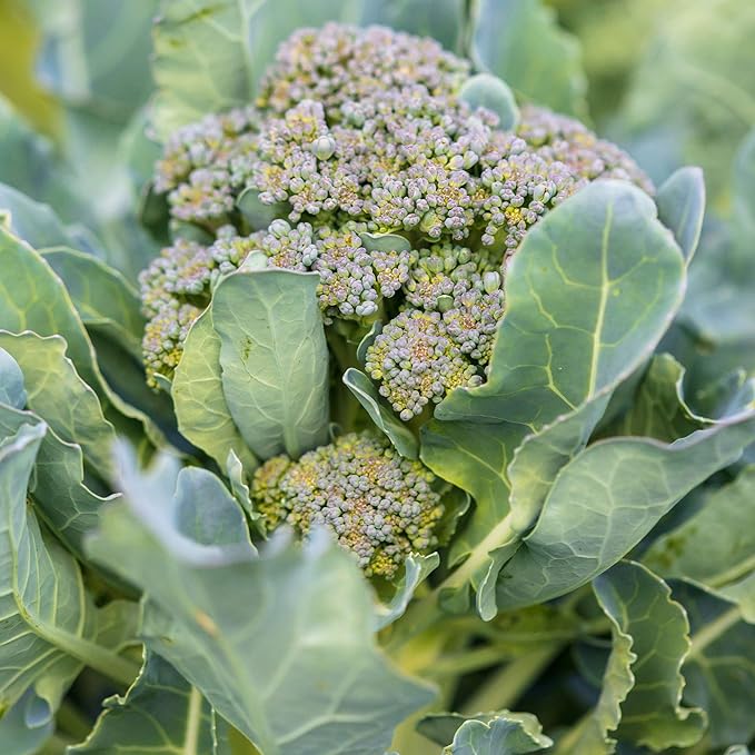 Ramoso Santana Sprouting Broccoli Seeds - 4 Oz ~36,000 Seeds - Non-GMO, Open Pollinated - Vegetable Garden, Sprouts & Microgreens Seeds