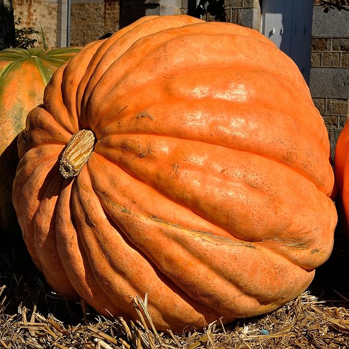Seed Needs Pumpkin Seeds for Planting Atlantic Giant Pumpkins - Non-GMO Heirloom & Untreated Cucurbita Vegetable Seed to Plant an Outdoor Autumn Home Grown Veggie Garden (5 Packs)