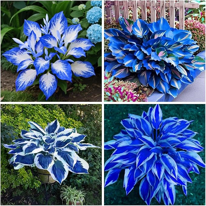 285+ Hostas Seeds Dark Blue for Planting-Hostas Seeds Blue Perennials- Rare Hosta Seed Midnight Blue Plants Non-GMO Heirloom for Outside Garden Home