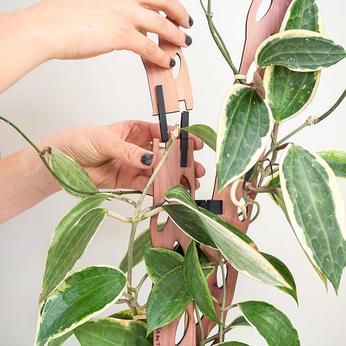 Treleaf Zella Regular Extension Kit - Wooden Extendable Plant Trellis for Indoor Climbing Houseplants - Modular Plant Support