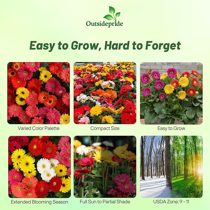Outsidepride Colorbloom Mix Gerbera Seeds - 10 Pcs Perennial, Compact & Low Maintenance, Flower Seeds for Planting w/Vibrant Mixed Blooms, Ideal for Garden Landscaping & Cut Flower Arrangements