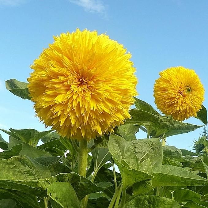 Mixrug Mix Sunflower Seeds for Planting, 500+pcs Rare Perennial Sunflower Flowers Seeds to Plant, Non-GMO Heirloom Colored Beauty Flowers Plants Attracts Pollinators for Home Garden Outdoors