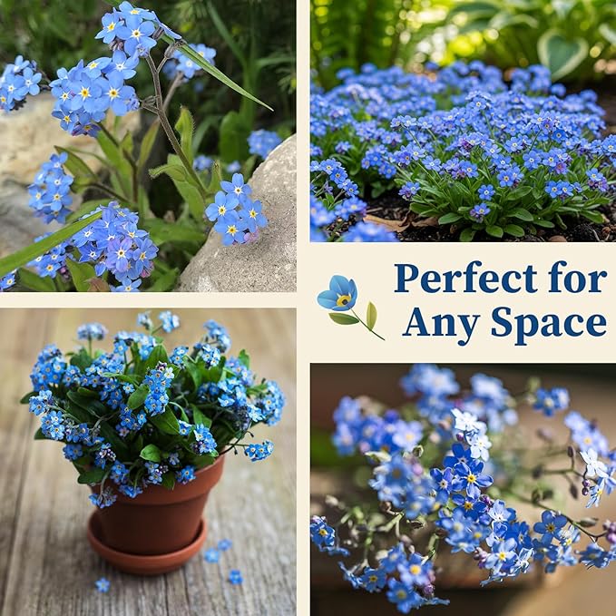 10,000+ Forget Me Not Seeds – Flower Seeds for Planting, Myosotis Perennial Garden Seeds, Easy to Grow Blue Wildflowers for Outdoor & Indoor, Pollinator Friendly, Memorial & Wedding Favor Flowers