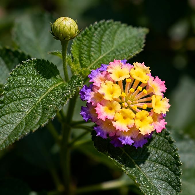 300+ Lantana Flower Seeds for Planting, Mixed Color Lantana Flower Seeds to Plant, Beautiful Lantana Flower Seed for Garden Yard Potted Decoration
