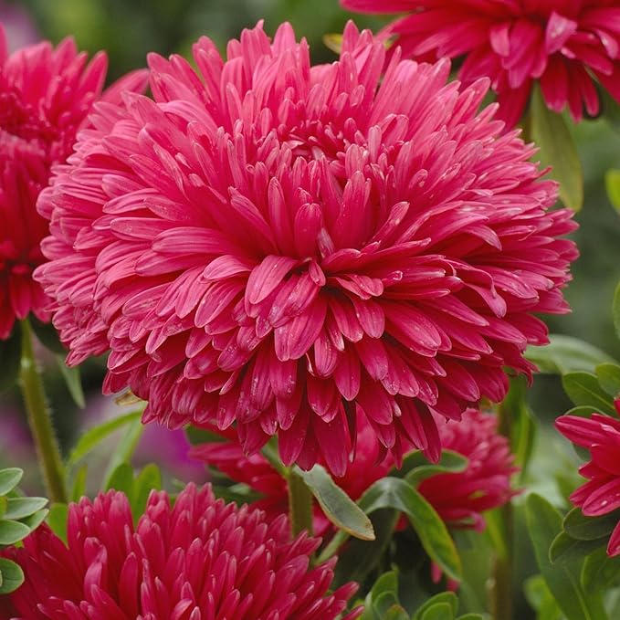 500+ Perennial Mix Aster Flower Seeds for Planting Outdoor-Attracts Bees&Butterflies Non-GMO Heirloom