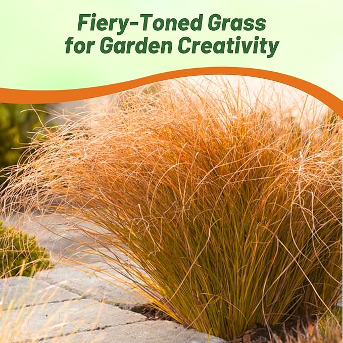 Outsidepride Carex Prairie Fire Ornamental Grass Seed – 200 Pcs. Perennial, Low-Maintenance, Drought-Tolerant Grass Seeds with Low Growing Foliage for Borders, Ground Covers, & Outdoor Living Spaces
