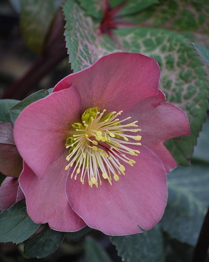 Perennial Farm Helleborus Frostkiss® Penny's Pink No. 1