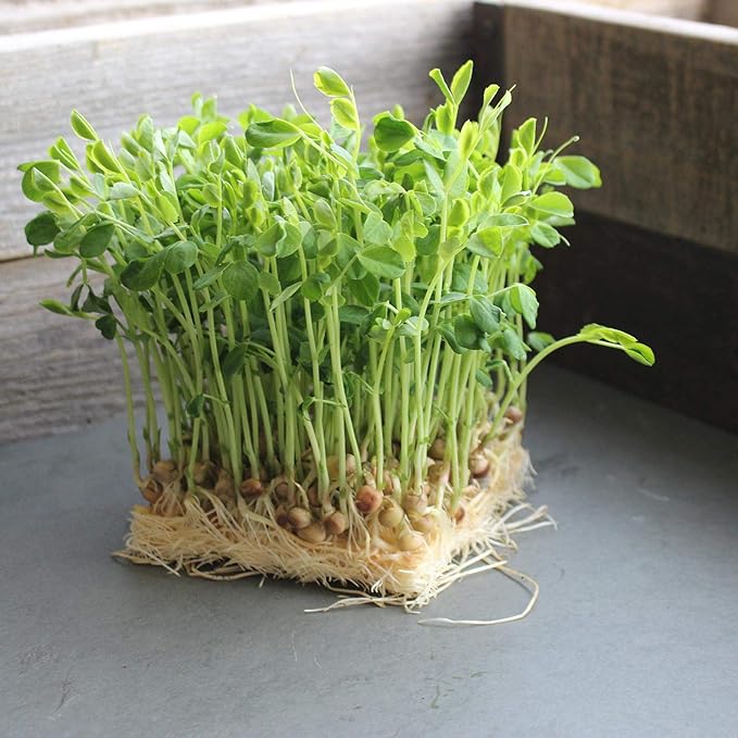 Dun Pea Seeds – 18 g LB Bulk – Non-GMO, High-Germination for Microgreens, Pea Shoots, Cover Crop, & Gardening – Sweet & Crisp Sprouts, Protein-Rich Fodder, Fast-Growing Green Manure, Soil Enrichment