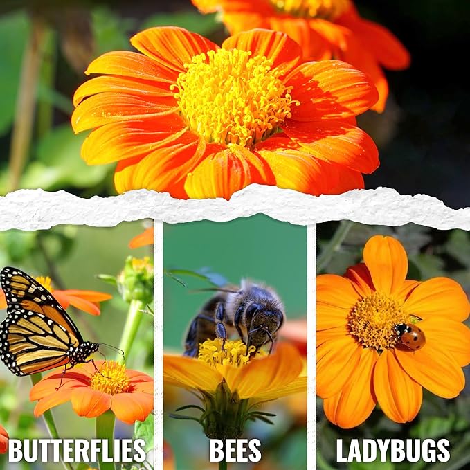 Seed Needs Mexican Sunflower Seeds for Planting Tithonia rotundifolia Flowers - Heirloom & Open Pollinated Annual Flower Seed to Plant an Outdoor Butterfly Garden (1 Pack)