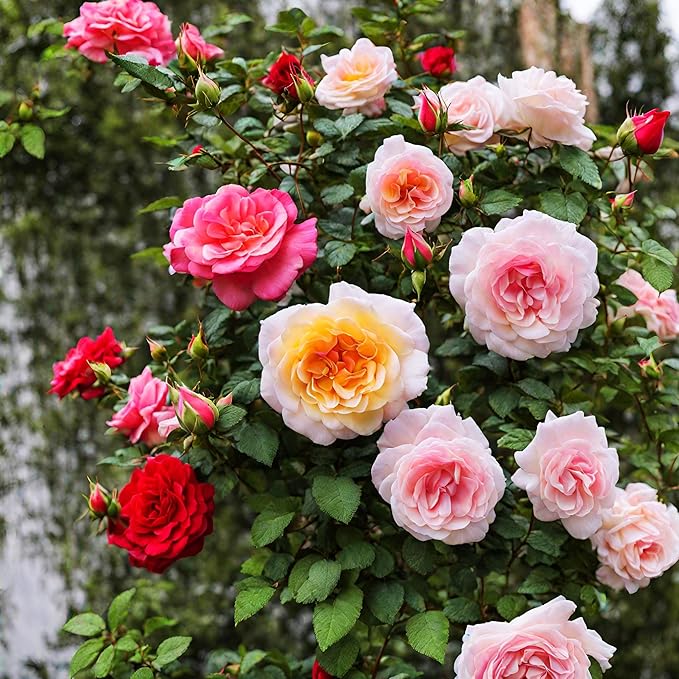 100+ Rose Seeds: 16 Red Pink Yellow Heirloom Varieties for Colorful Perennial Shrubs