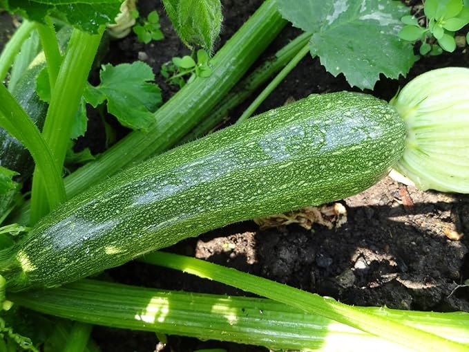 CEMEHA SEEDS - Seeds Light Green Zucchini Courgette Squash 36 Days Non GMO Vegetable for Planting