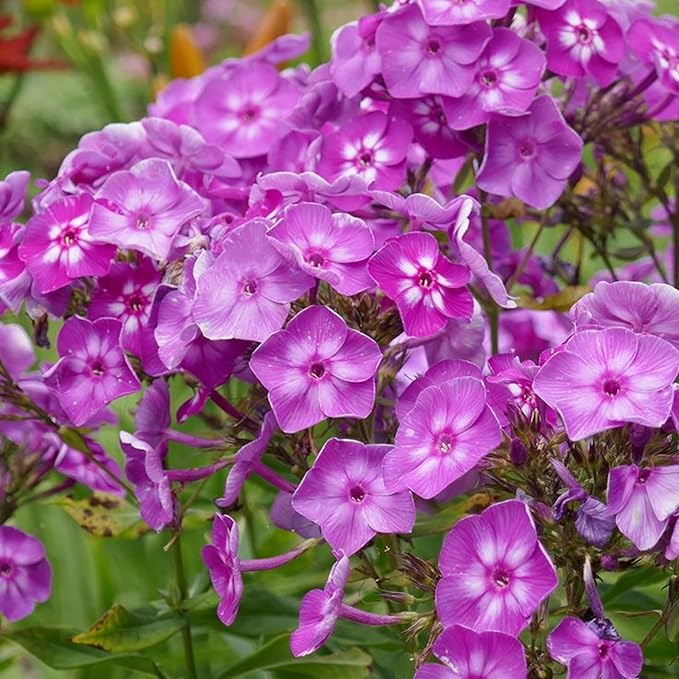1000+ Phlox Seeds for Planting - Perennial Phlox Ground Cover Plant Seeds - Non GMO & Heirloom Flower Garden Outdoor