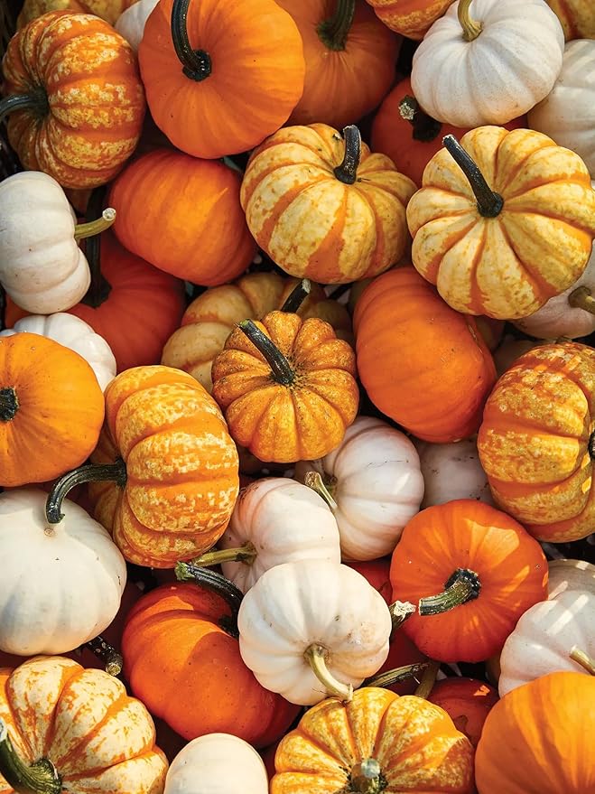 Park Seed Mini Harvest Blend Pumpkin Seeds – Non-GMO Decorative & Edible Miniature Pumpkins in 3 Colors, Space-Saving Powdery Mildew Resistant Varieties, Pack of 25
