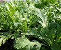 1000 Garland Chrysanthemum Greens Seeds | Edible Crown Daisy Shungiku シュンギク Ssukat 쑥갓 Tong Hao 茼蒿菜 Cải Cúc Spinach Asian Vegetable Seed