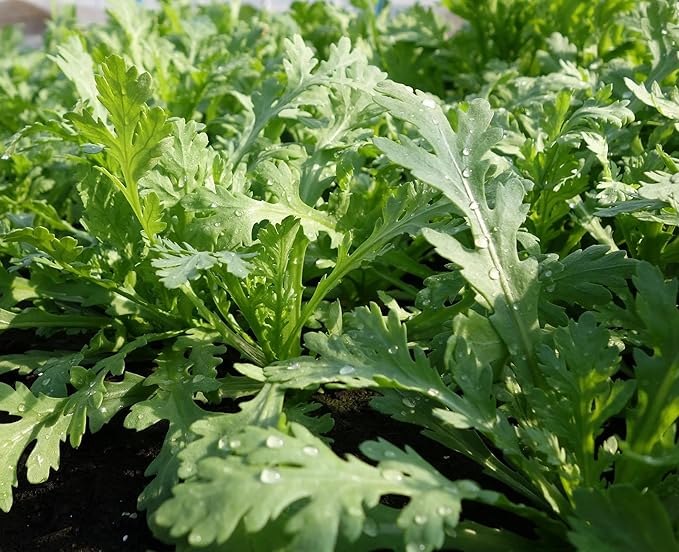 1000 Garland Chrysanthemum Greens Seeds | Edible Crown Daisy Shungiku シュンギク Ssukat 쑥갓 Tong Hao 茼蒿菜 Cải Cúc Spinach Asian Vegetable Seed