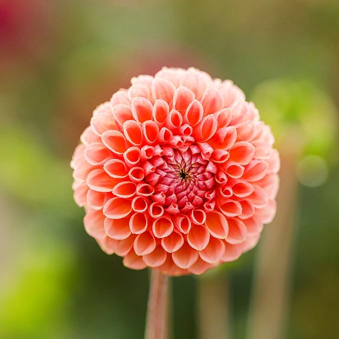 Eden Brothers Dahlia Bulbs (Ball) - Linda's Baby, Non-GMO Bulbs for Planting, 2 Bulbs | Low-Maintenance Flower Bulbs, Plant During Spring, Zones 8, 9, 10, 11