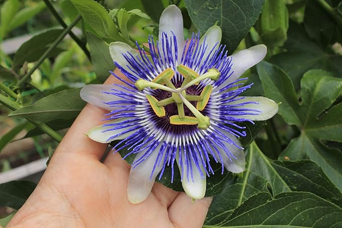 Seeds Flowers Passionflower Purple Perennial Exotic - 3 Seeds