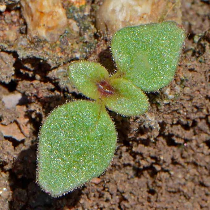 Seed Needs, Mixed Tetra Snapdragon Seeds - 1,000 Heirloom Seeds for Planting Antirrhinum majus - Annual Flowers to Attract Butterflies, Bumblebees, Honeybees & Other Pollinators (5 Packs)