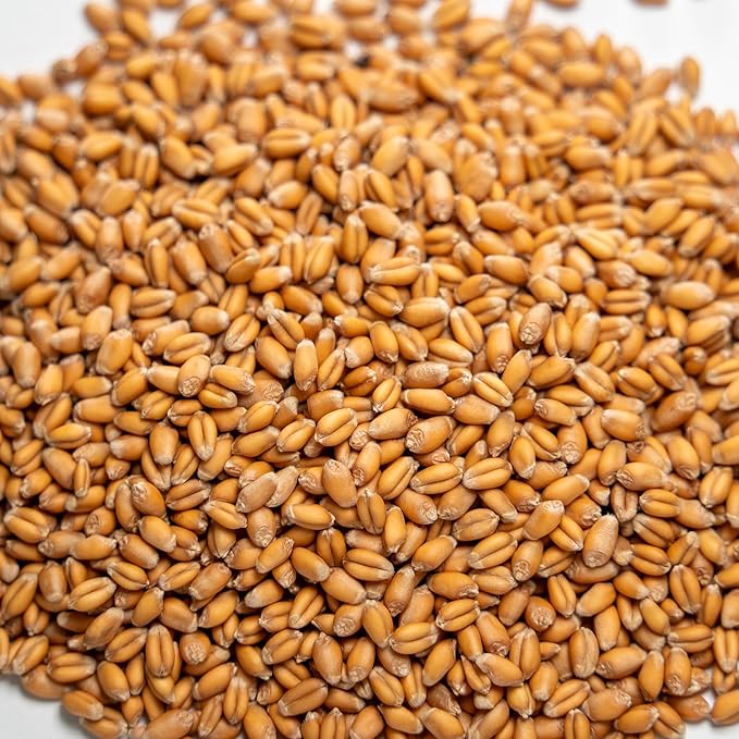 Thunder Acres Premium Soft Red Winter Wheat Seed (10, Pounds)