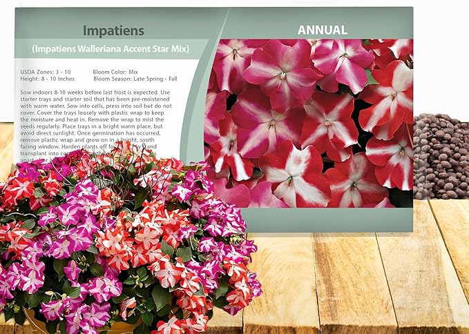 Outsidepride Accent Star Mix Impatiens Flower Seeds - 100 Pcs Annual, Compact & Pollinator Friendly, Impatiens Seeds for Planting w/Vibrant, Abundant Blooms for Shade Gardens & Container Displays