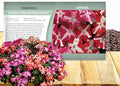Outsidepride Accent Star Mix Impatiens Flower Seeds - 200 Pcs Annual, Compact & Pollinator Friendly, Impatiens Seeds for Planting w/Vibrant, Abundant Blooms for Shade Gardens & Container Displays