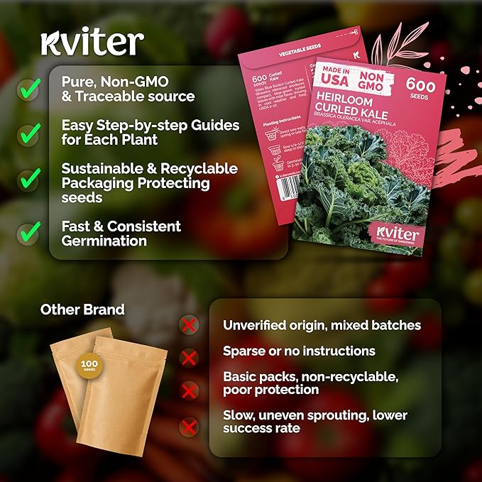 KVITER 600 Vates Blue Scotch Curled Kale (Brassica oleracea VAR. Acephala) Seeds – Cold-Hardy Leafy Green for Gardens and Beds – Nutrient Rich, Frilly Leaves, Excellent for Cooking