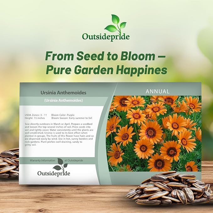 Outsidepride 1000 Seeds Annual Ursinia Anthemoides Flower Seeds for Planting
