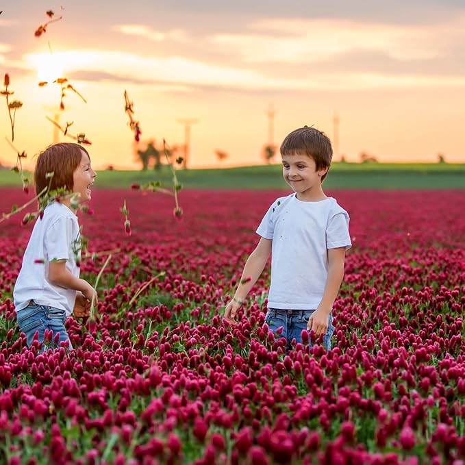 Crimson Clover Seeds – 1 lb (~46,400 Seeds) for Cover Crops, Wildlife Forage, Pasture, Hay, Pollinator Attraction, Green Manure & More – Legume Clover Seeds for Planting