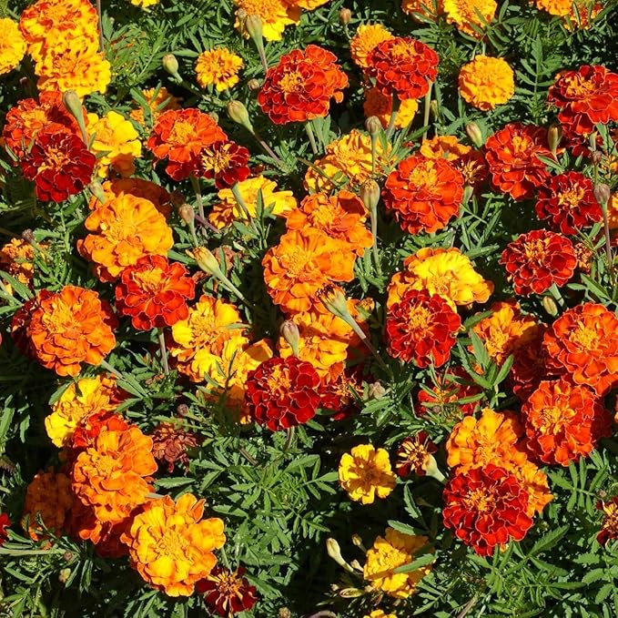1500+ Mixed Marigold Seeds for Planting - African Marigold Seeds French Marigold Non-GMO Heirloom Garden Flower to Plant Open Pollinated Annual Flowers