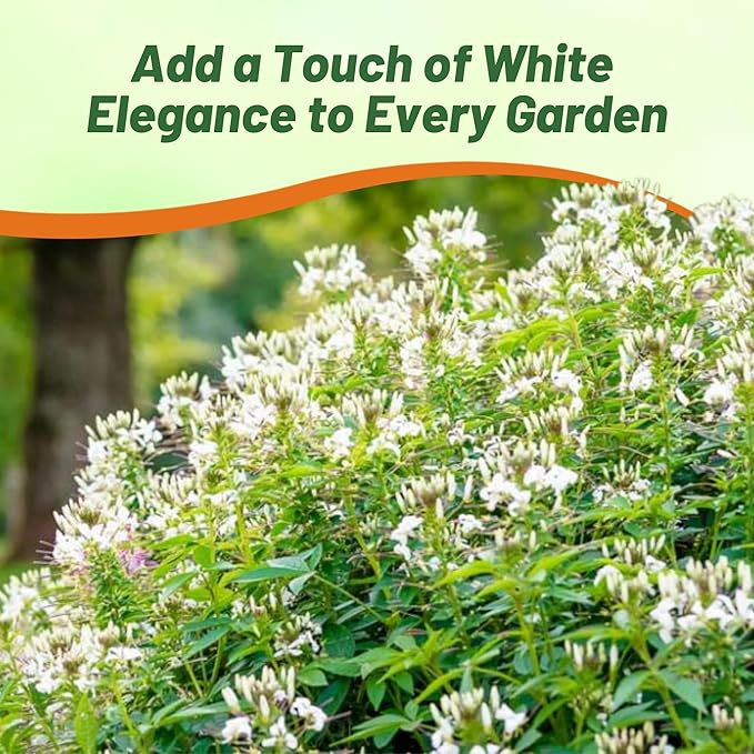 Outsidepride White Cleome Seeds - 2000 Pcs Annual Flower Seeds with Large, Airy, Spidery Blooms, Drought Tolerant Spider Plant for Xeriscaping, Flower Bed, Border, Pollinator, & Cut Flower Garden