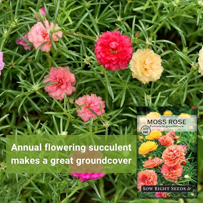 Sow Right Seeds - Moss Rose Seeds for Planting - Portulaca Grandiflora Mix - Double Flower Purslane - Non-GMO Heirloom Variety - Easy to Grow Outdoors - Colorful Annual for Garden & Containers (1)