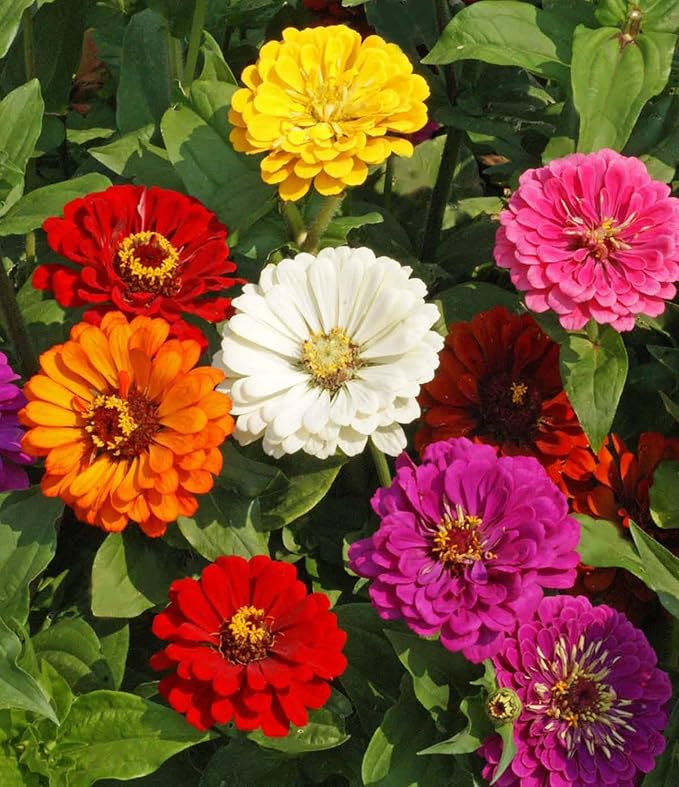 Zinnia California Giant Mix Nice Garden Flower by Seed Kingdom Bulk 1/4 Lb Seeds