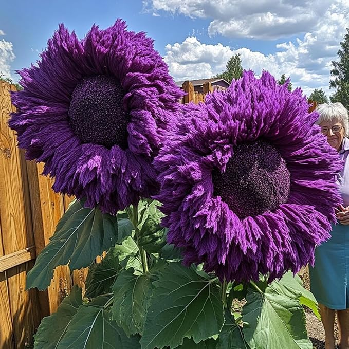 700+ Sunflower Seeds for Planting - Giant Teddy Bear Sunflower Heirloom Non-GMO Seeds Open Pollinated & Untreated - Attracts Butterflies & Bees