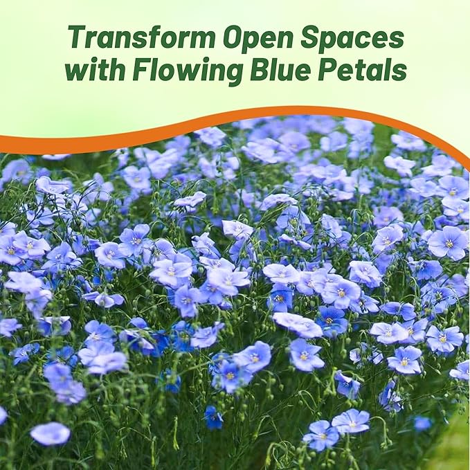 Outsidepride Blue Flax Seeds - 1/4 lb Perennial Flower Seeds for Planting, Self-Seeding, Drought-Tolerant w/Compact Growth, Ideal for Small Gardens, Meadows, Borders, or Mass Plantings