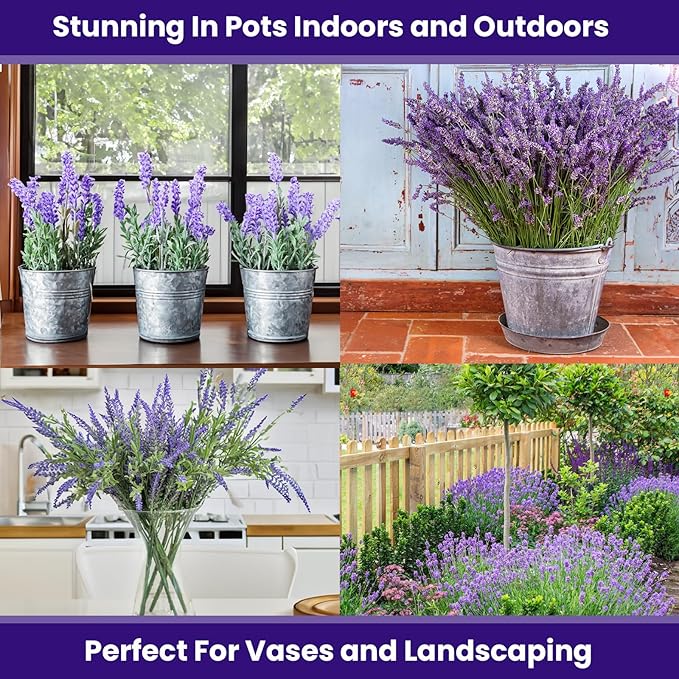 NatureZ Edge 7500 English Lavender Seeds for Planting Outdoors or Indoors, 90% Germination, to Give You The Lavender Plant You Need, Non-GMO, Heirloom Herb Seeds (5 Pack)