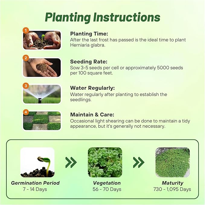 Outsidepride Green Carpet Herniaria Glabra Seeds - 10,000 Pcs Perennial, Drought-Tolerant, Low-Maintenance Ground Cover Seeds for Planting, Hardy Green Carpet for Landscaping & Erosion Control