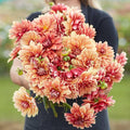 Eden Brothers Dahlia Bulbs (Decorative) - Miss Brandy