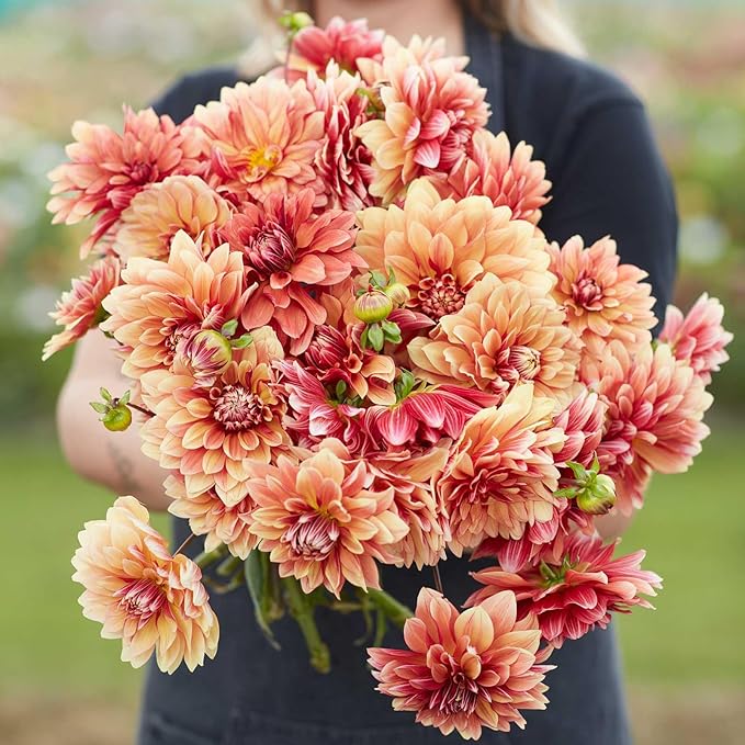 Eden Brothers Dahlia Bulbs (Decorative) - Miss Brandy