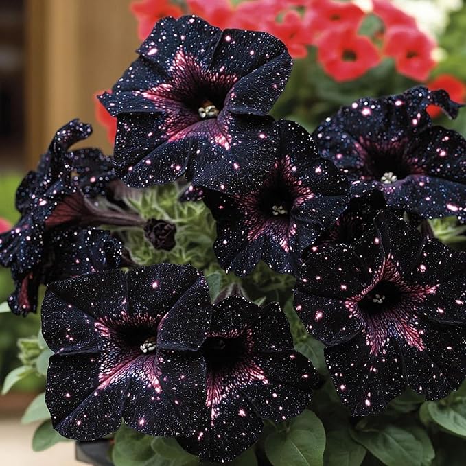500+ Petunia Seeds for Planting - Dwarf Wave Petunia Flower Seeds for Planting Home Garden Non-GMO Heirloom Flower