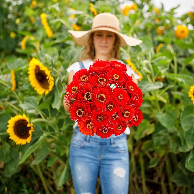 Eden Brothers Zinnia Seeds - Cherry Queen, Non-GMO Seeds for Planting, 1 oz | Low-Maintenance Flower Seeds, Plant During Spring, Zones 3, 4, 5, 6, 7, 8, 9, 10