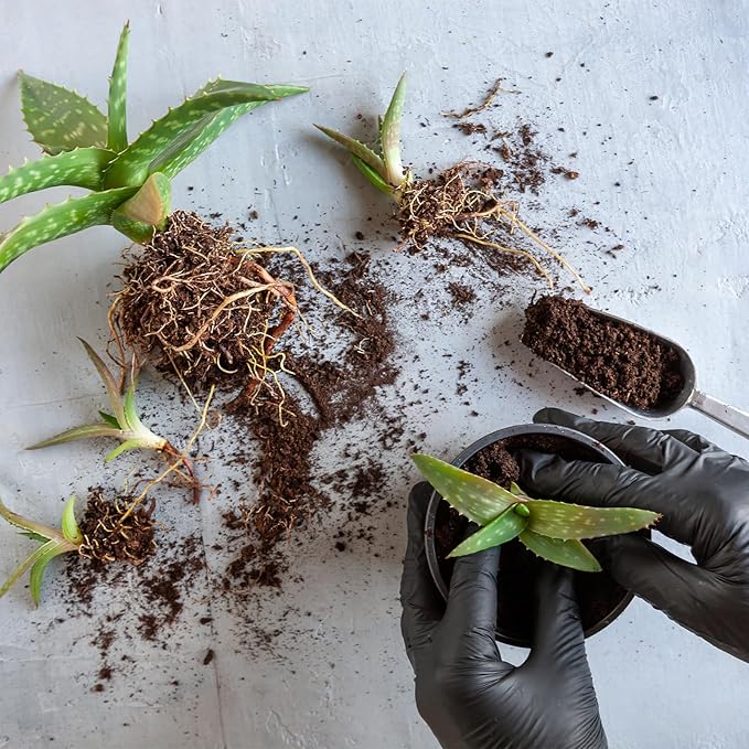 Aloe Vera Potting Soil Mix 10qt, Ready to Use for Seedling and Growing of Aloe Vera Plants or Other Houseplants