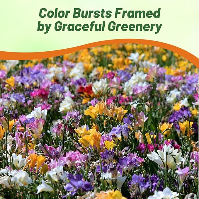 Outsidepride Freesia Hybrida Mix Seeds - 100 Pcs. Perennial, Versatile & Low Maintenance, Flower Seeds for Planting Vibrant Mixed Blooms for Pollinator Gardens & Cut Flower Arrangements