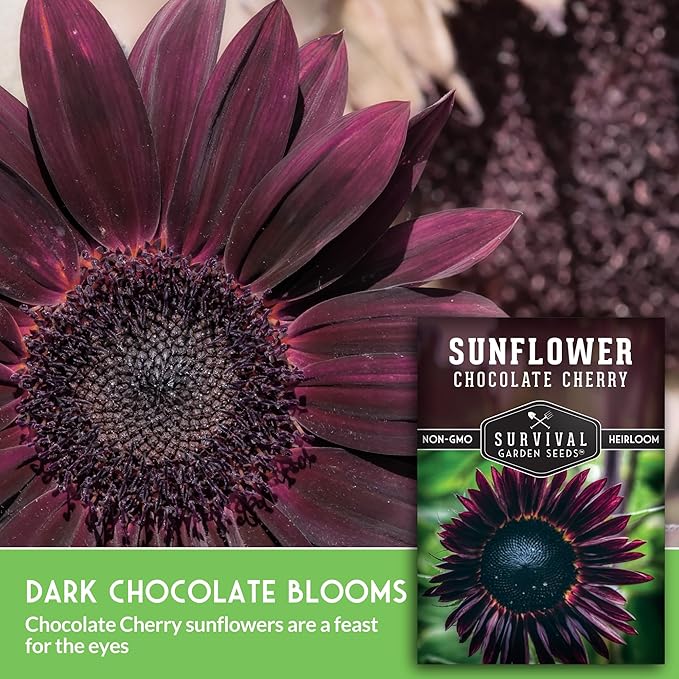 Chocolate Cherry Sunflower Seeds for Planting | Rare Burgundy Black Blooms, 6-7ft Giant Non-GMO Heirloom Flower - Survival Garden Seeds (5 Packs)