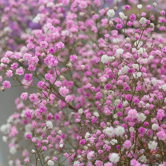 1000+ Mixed Baby's Breath Flower Seeds Annual Baby's Breath Flower Perennial Cut Flowers Non-GMO Gypsophila Paniculata Garden Outdoor