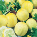Lemon Cucumber Garden Seeds - 1 Oz - Non-GMO, Heirloom Vegetable Gardening Seeds - Yellow Cucumbers