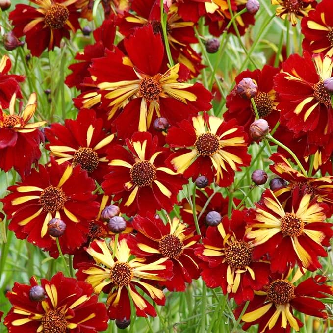 200+Coreopsis Flower Seeds for Planting Outdoor- Perennial Coreopsis Plains Seeds Plant to Wildflower Garden- Non-GMO Heirloom