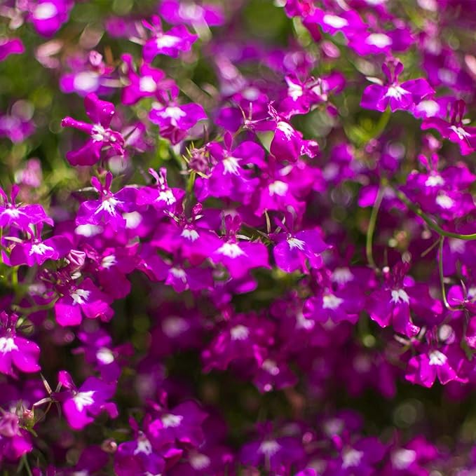 Regatta Series Lobelia Rose ~25 Seeds – Multi-Seed Pellets – Trailing Lobelia erinus – Annual for Hanging Baskets, Containers & Edging – 9 Vibrant Colors – Non-GMO – 77–84 Days to Bloom