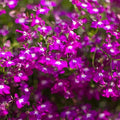 Regatta Series Lobelia Rose ~25 Seeds – Multi-Seed Pellets – Trailing Lobelia erinus – Annual for Hanging Baskets, Containers & Edging – 9 Vibrant Colors – Non-GMO – 77–84 Days to Bloom