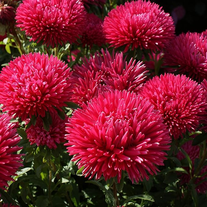 Outsidepride Gremlin Aster Seeds - 2000 Pcs. Annual, Hardy & Pollinator Friendly Flower Seeds for Planting Vibrant Red Blooms and Oval-Shaped Leaves, Great for Meadows & Aesthetic Gardens