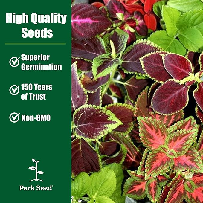 Park Seed Coral Candy Premium Sun Coleus Seeds, AAS Award-Winning Compact Variety with Multicolored Draping Foliage, Shade to Part Sun, Pack of 15 Pelleted Seeds